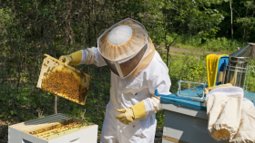 Кения и Эфиопия сгубили своё пчеловодство из-за пестицидов 